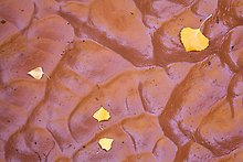 Fallen leaves and mud ripples, Courthouse Wash. Arches National Park.  ( )