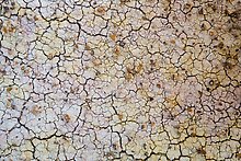 Cracks in yellow fossil soil. Badlands National Park.  ( )