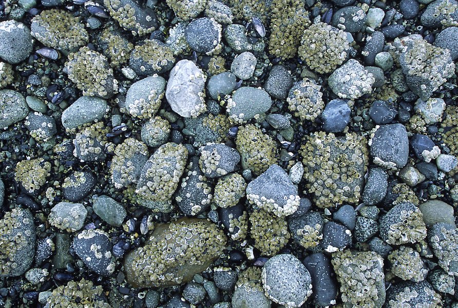Rocks covered with mussels at low tide, Muir inlet. Glacier Bay National Park.  ()