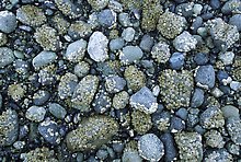 Rocks covered with mussels at low tide, Muir inlet. Glacier Bay National Park.  ( )