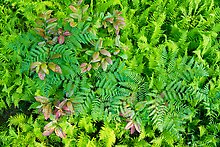 Ferns and leaves, Cataloochee. Great Smoky Mountains National Park.  ( )