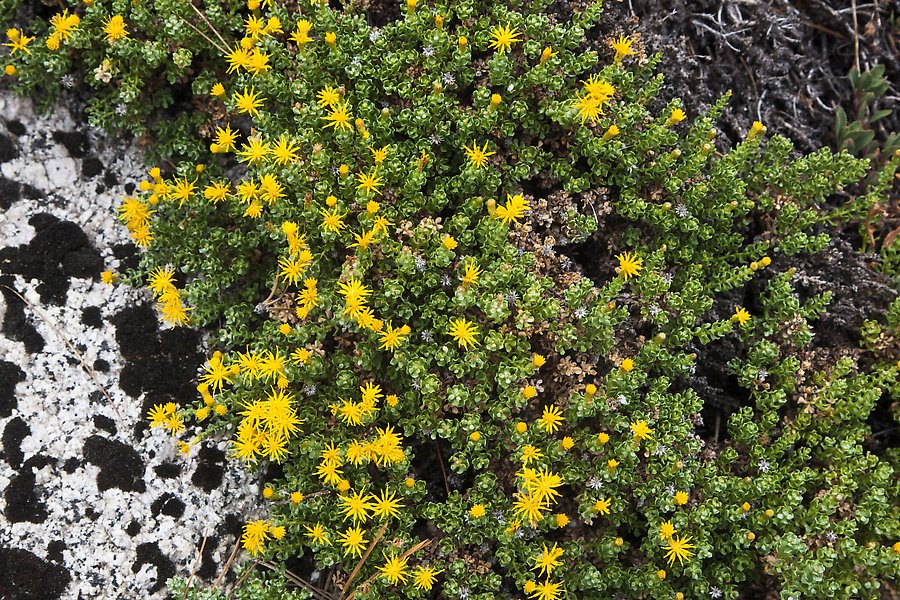 Tiny yellow flowers. Kings Canyon National Park.  ()