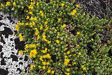 Tiny yellow flowers. Kings Canyon National Park.  ( )