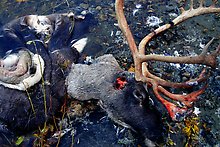 Caribou head discarded by hunters. Kobuk Valley National Park.  ( )