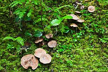 Mushrooms. North Cascades National Park.  ( )