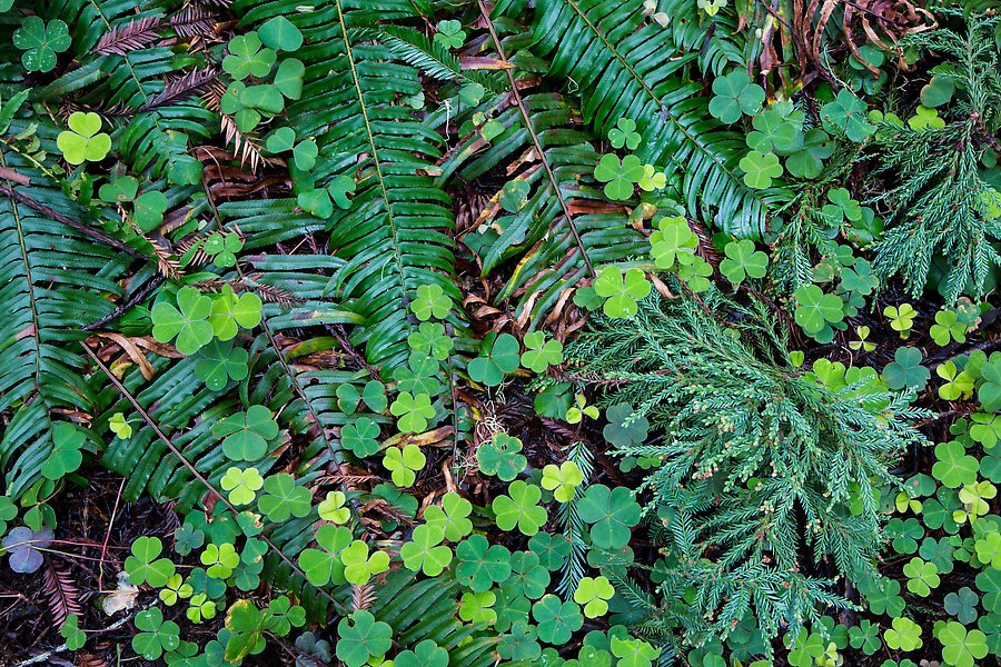 Clovers, shamrocks, ferns, and redwood needles, Stout Grove, Redwood National Park.  ()