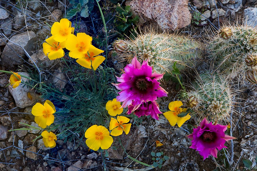Close-up of hedgehodge cactus in bloom and poppies. Saguaro National Park.  ()