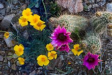 Close-up of hedgehodge cactus in bloom and poppies. Saguaro National Park.  ( )