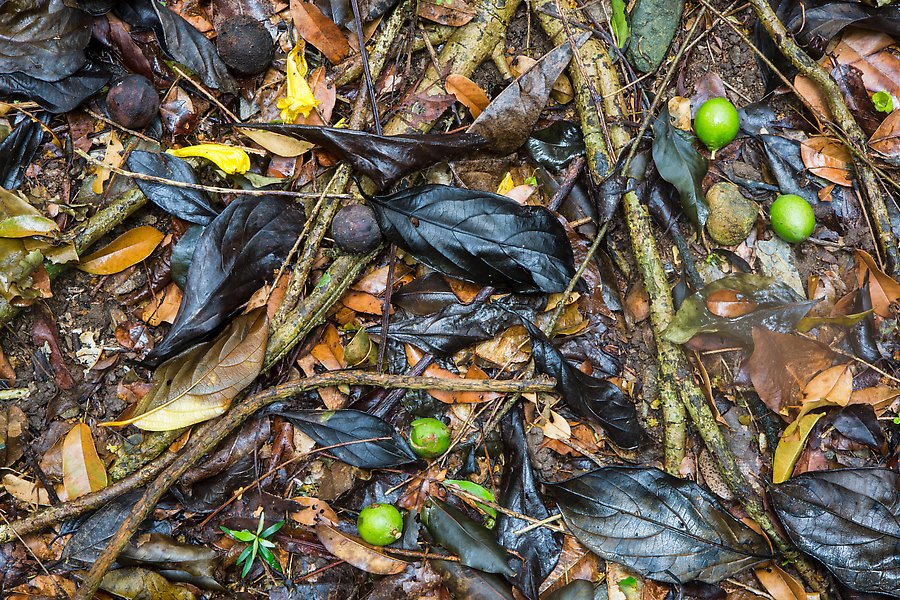 Fallen tropical fruit and leaves. Virgin Islands National Park.  ()