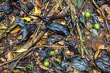 Fallen tropical fruit and leaves. Virgin Islands National Park.  ( )