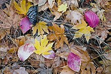 Maple and dogwood leaves, pine needles and cone. Yosemite National Park.  ( )