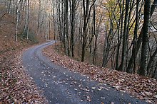Balsam Mountain Road. Great Smoky Mountains National Park.  ( )