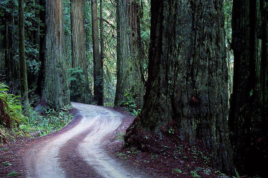 Howland Hill Road. Jedediah Smith Redwoods, Redwood National Park.  ()
