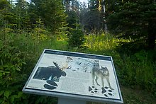 Moose and wolves. Isle Royale National Park.  ( )