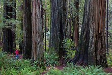 Stout Grove, Jedediah Smith Redwood. Redwood National Park.  ( )