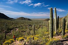 Valley View trail. Saguaro National Park.  ( )