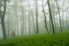 Misty forest. Shenandoah National Park.  ( )