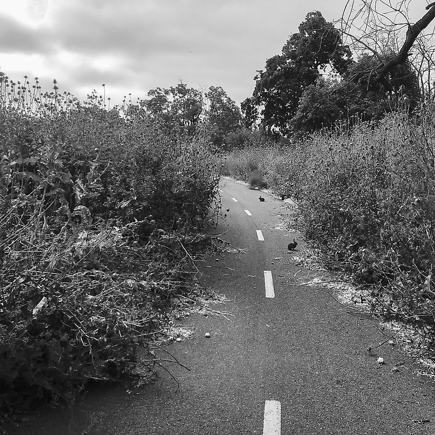 Coyote Creek Trail - Coyote Creek Trail ()