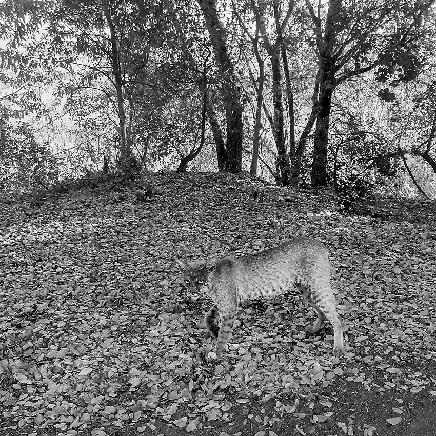 Coyote Creek Trail - Coyote Creek Trail ()