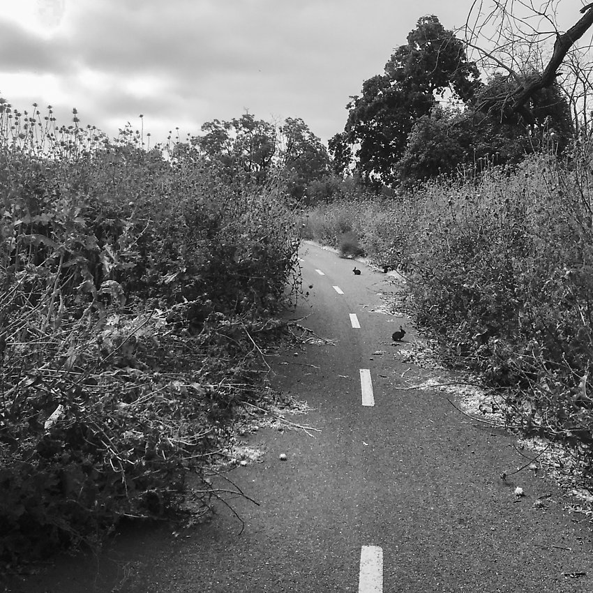 The Trail - The Trail ()