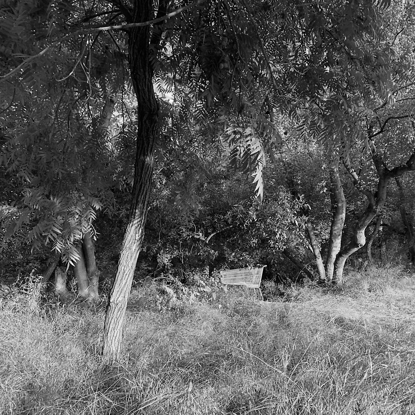 The Trail - The Trail ()