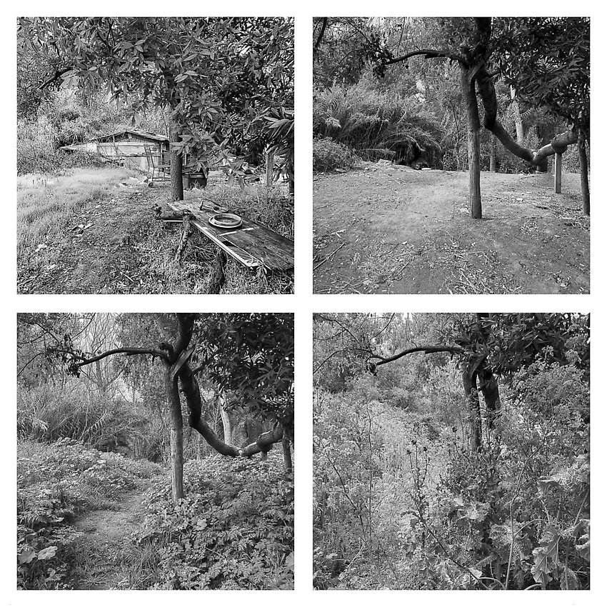 The Trail, Cleared - Coyote Creek ()