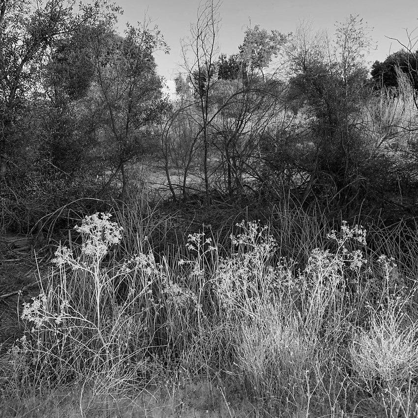 The Trail - The Trail ()