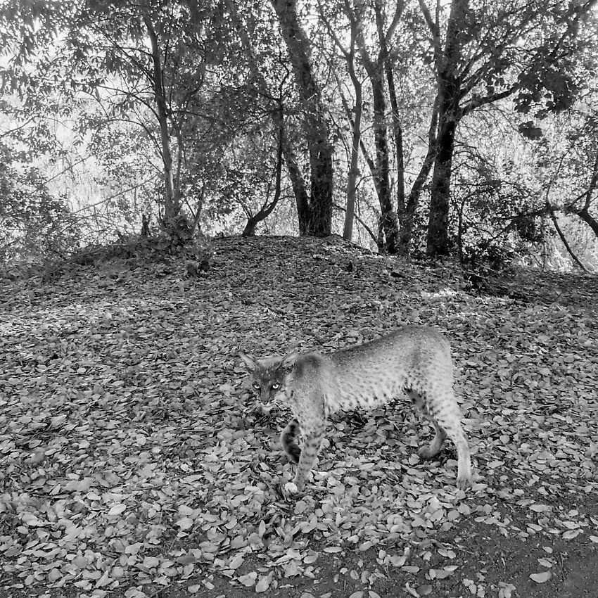 The Trail - The Trail ()