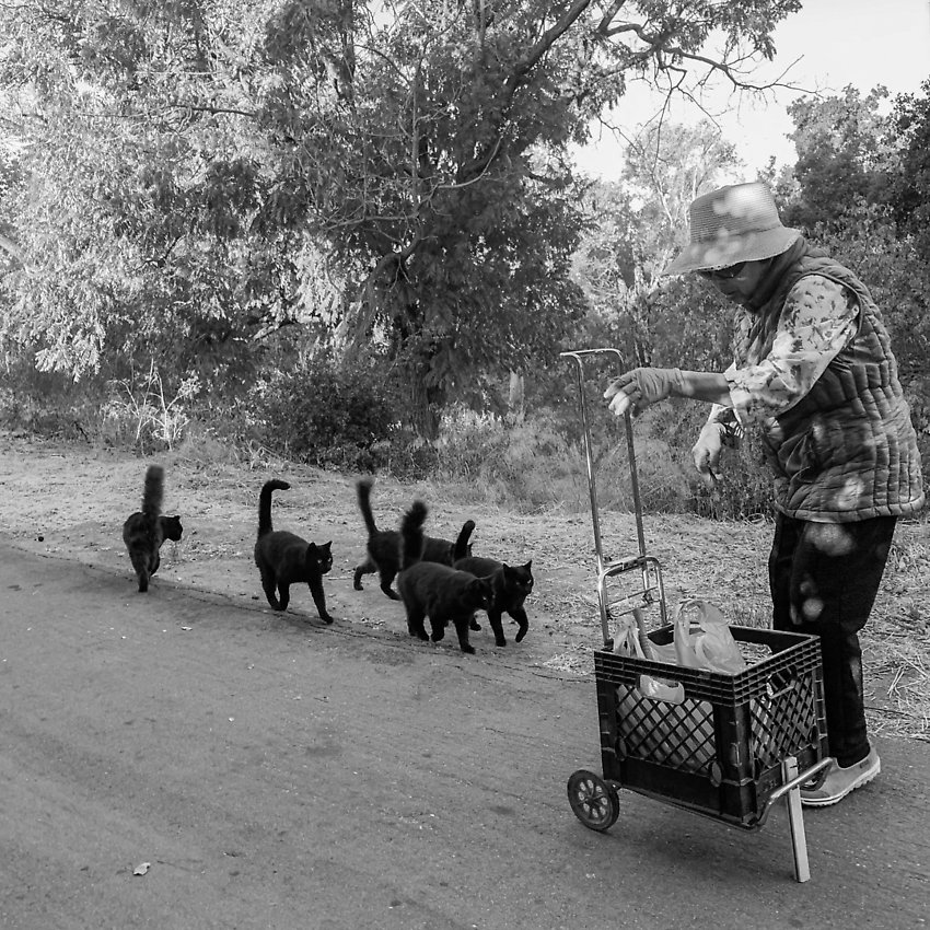 The Trail - The Trail ()