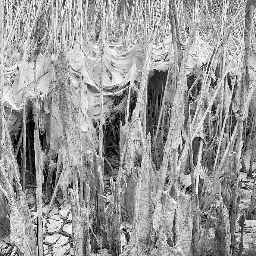 The Trail - The Trail ()