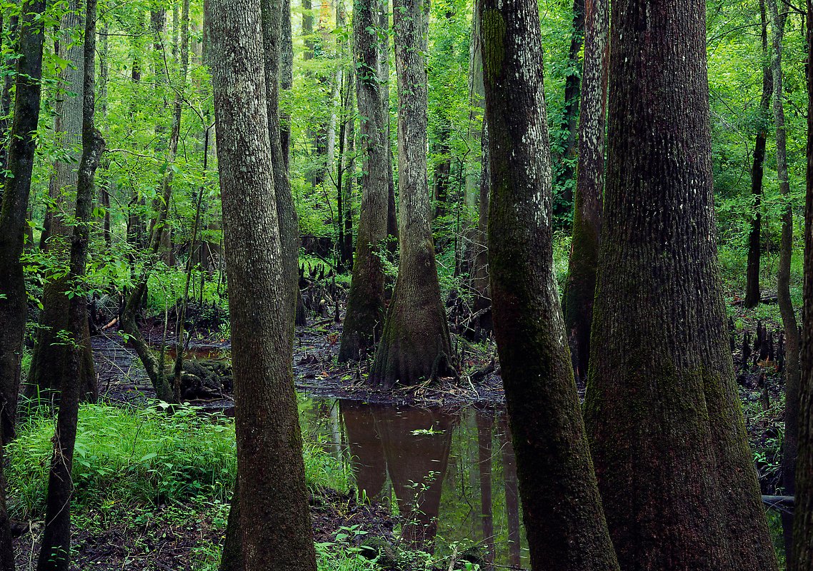 Congaree National Park.  ()