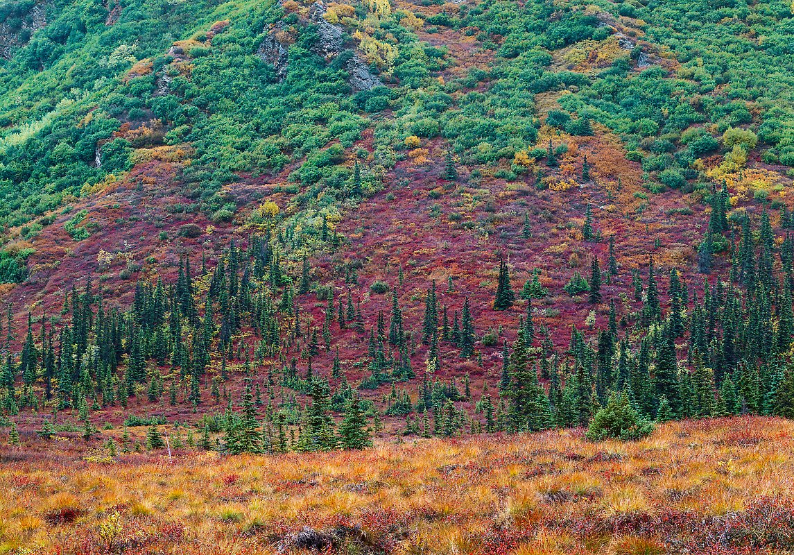 Denali National Park.  ()