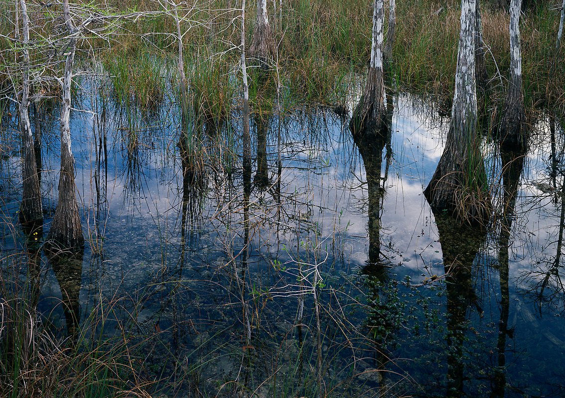 Everglades National Park.  ()