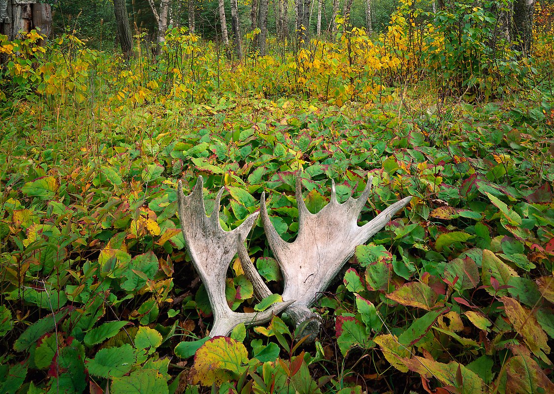Isle Royale National Park.  ()