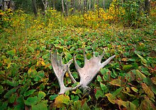 Isle Royale National Park.  ( )