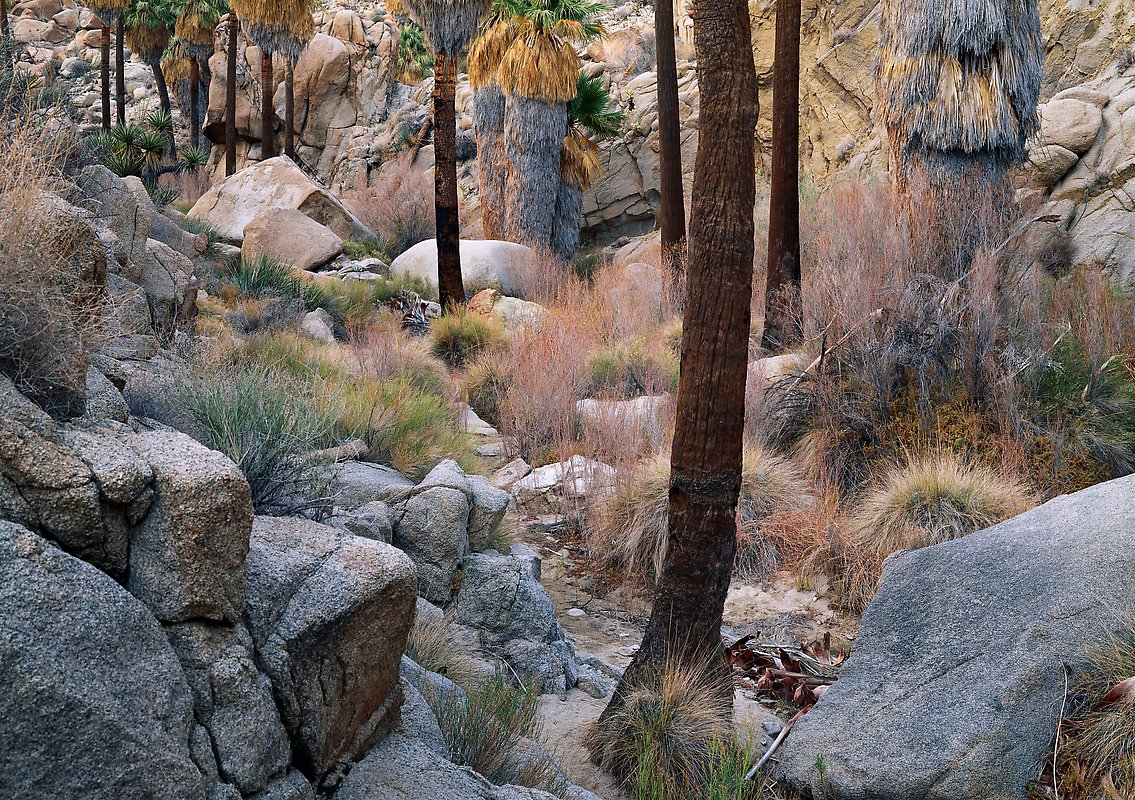 Joshua Tree National Park.  ()