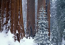 Kings Canyon National Park.  ( )