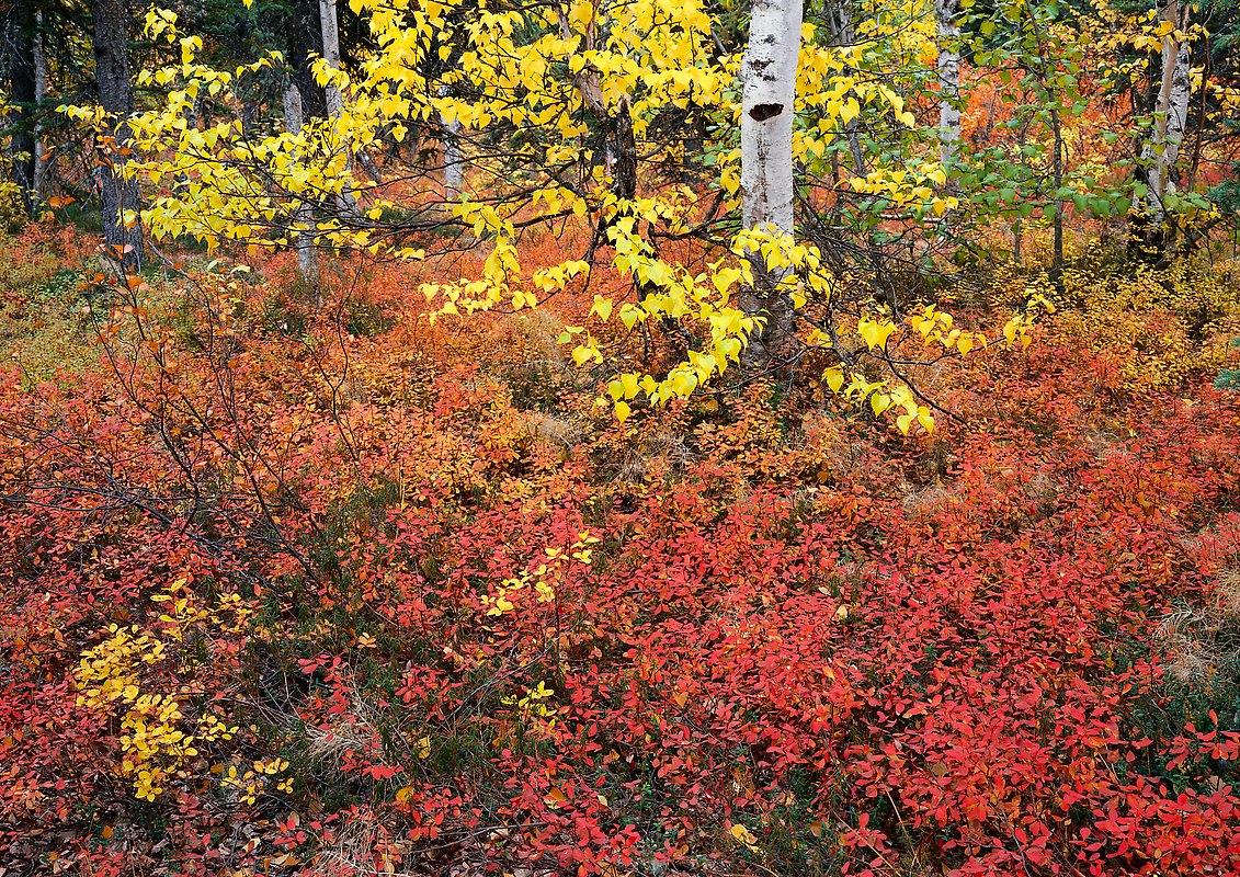 Kobuk Valley National Park.  ()