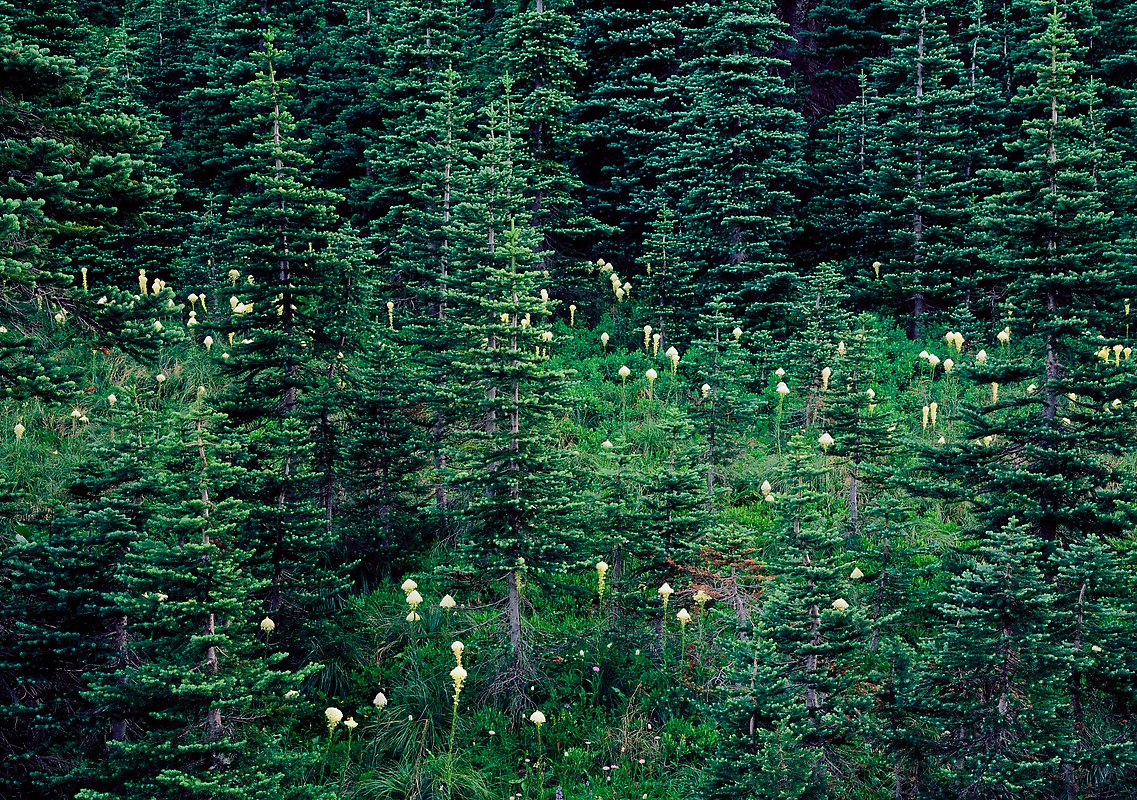 Mount Rainier National Park.  ()