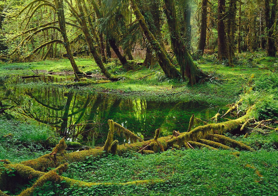 Olympic National Park.  ()