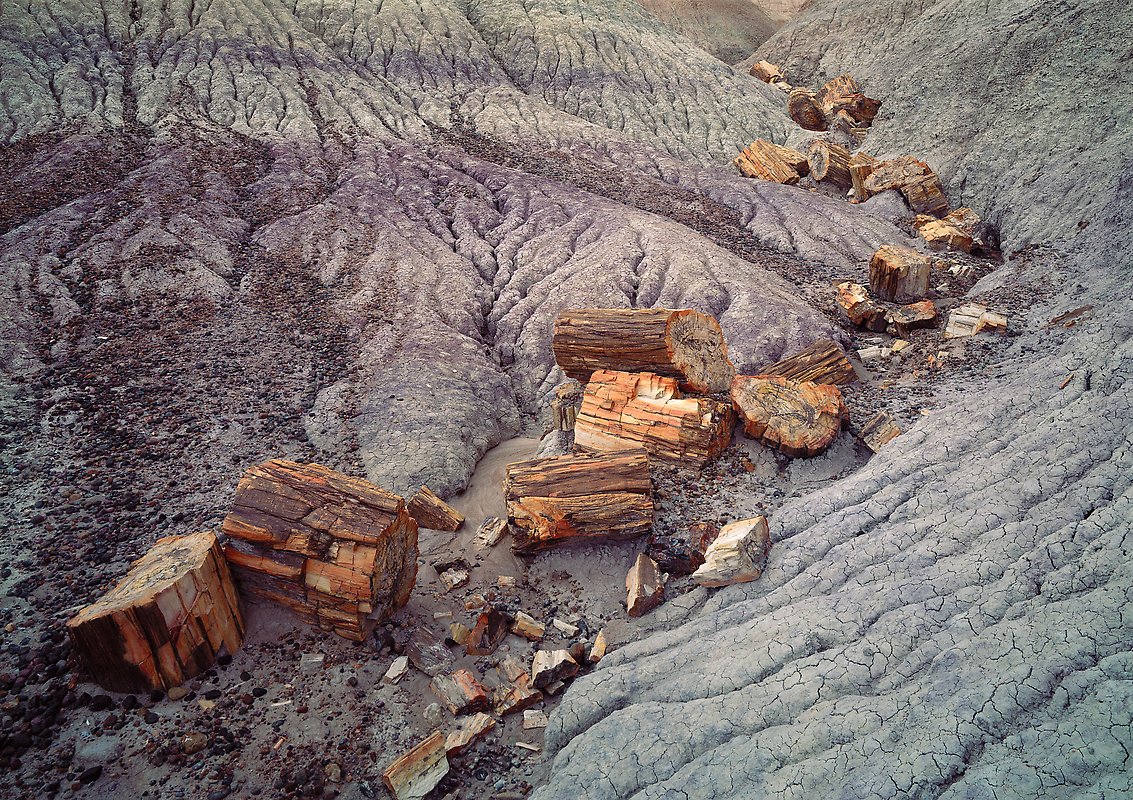 Petrified Forest National Park.  ()