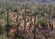 Saguaro National Park.  ( )