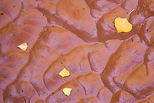 Fallen leaves and mud ripples, Courthouse Wash. Arches National Park.  ( )