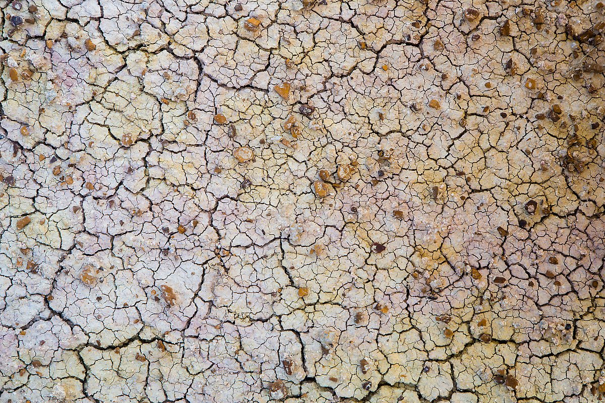 Cracks in yellow fossil soil. Badlands National Park.  ()