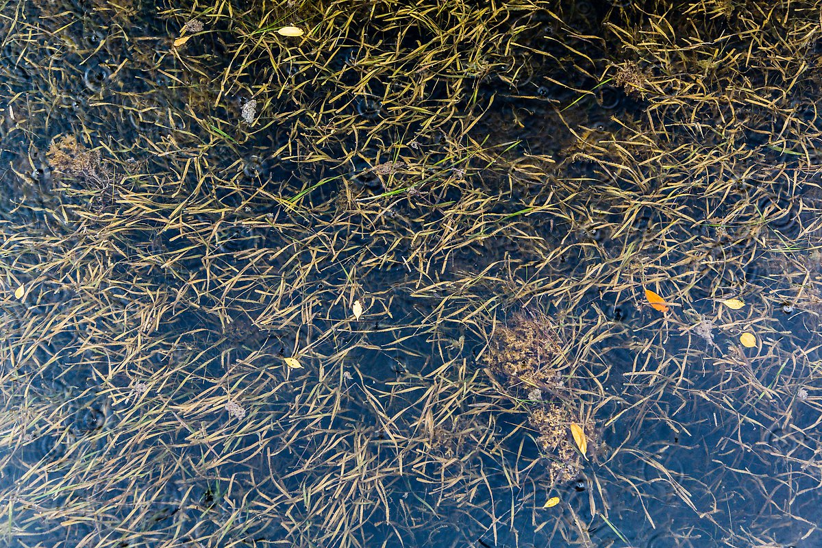 Underwater sea grass and fallen mangrove leaves. Biscayne National Park.  ()