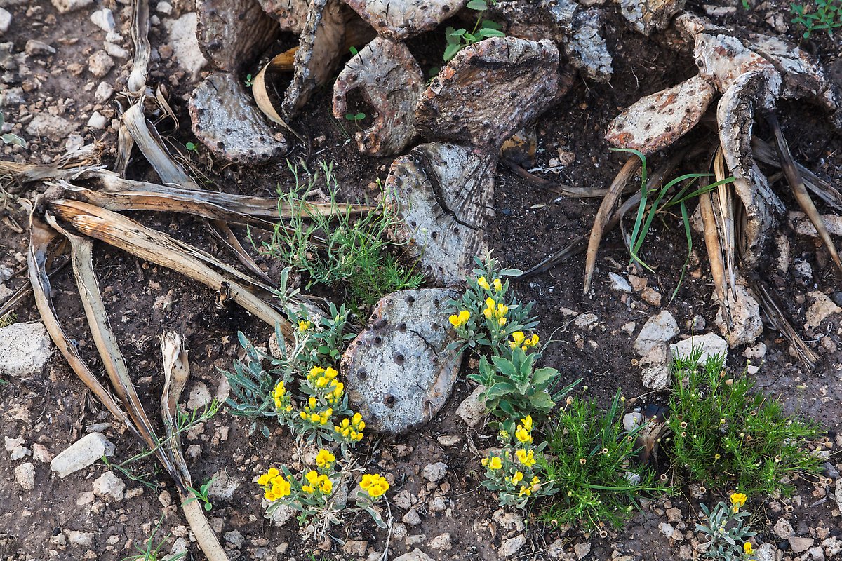 Flowers and burned cactus. Carlsbad Caverns National Park.  ()