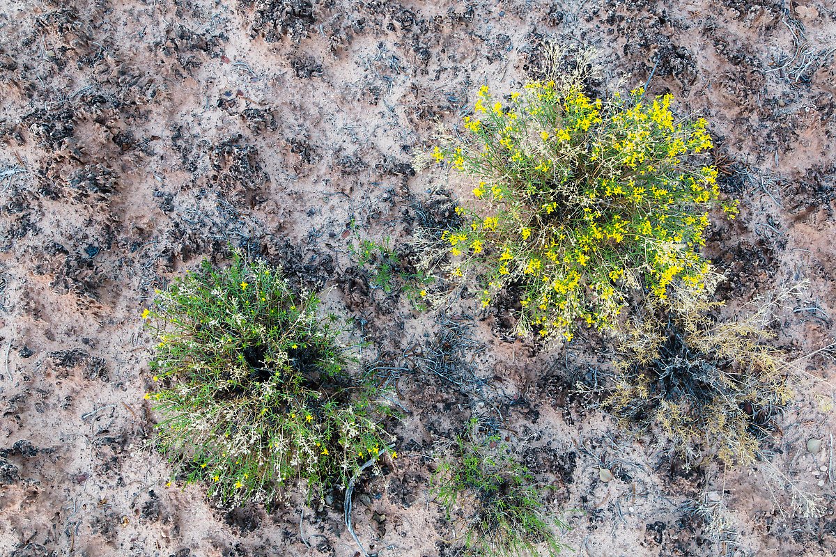 Wildflowers and cryptobiotic soil. Canyonlands National Park.  ()