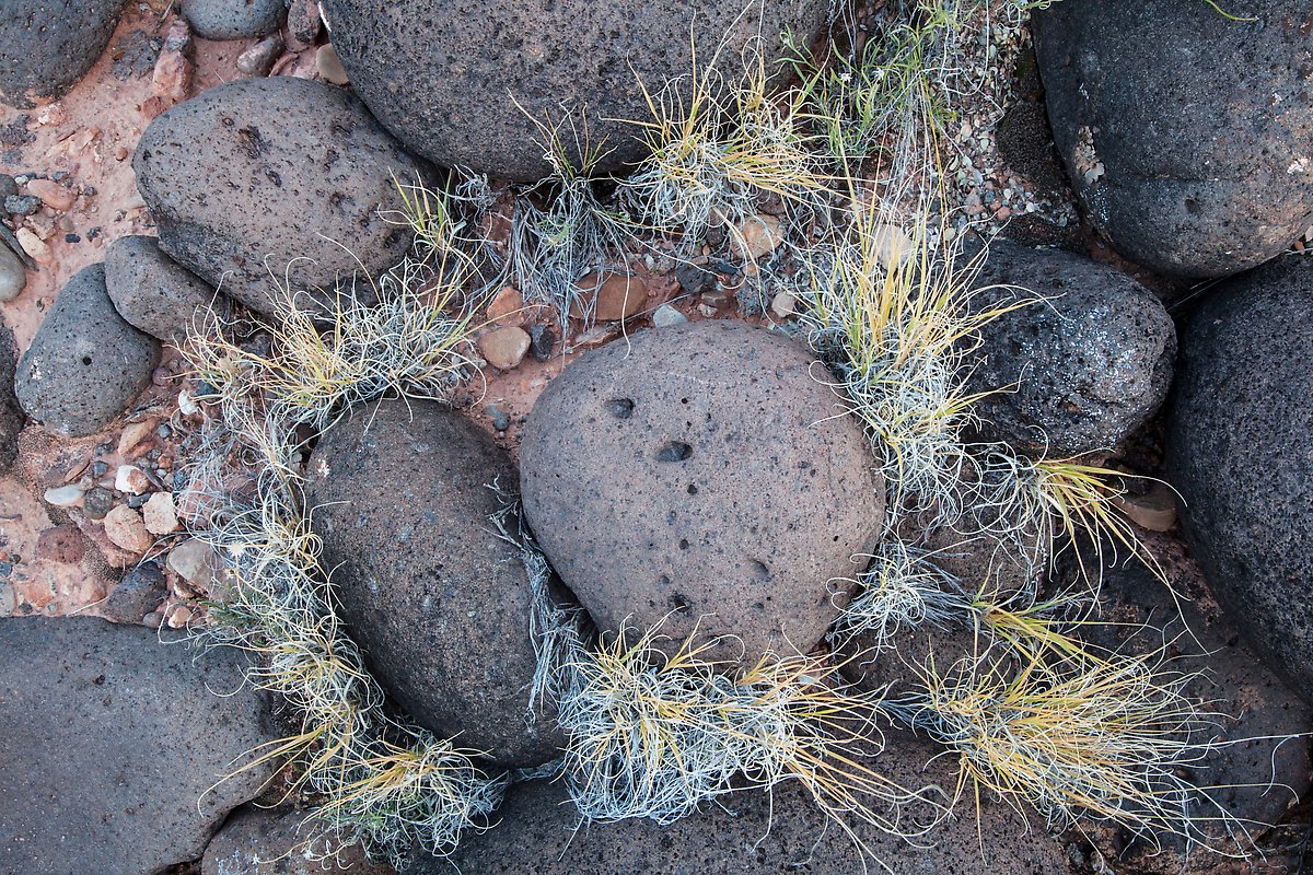 Basalt boulders and grass. Capitol Reef National Park.  ()
