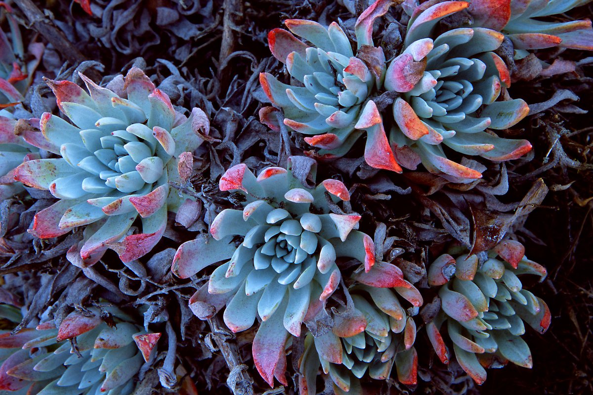 Live Forever plants, San Miguel Island. Channel Islands National Park.  ()