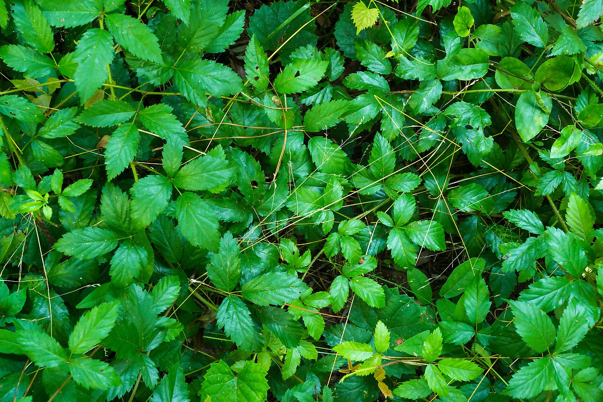 Leaves and fallen pine needles. Congaree National Park.  ()